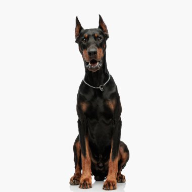 Gümüş yakalı güzel Dobermann Köpeği açık gri arkaplan önünde beklerken soluk soluğa kaldı.