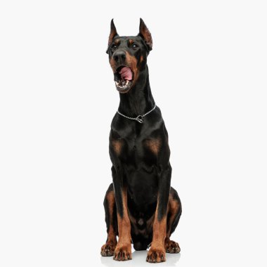 Yakası dışarı fırlamış, dili dışarı fırlamış sevimli Dobermann köpeği. Önüne bakıyor ve açık gri arka planda oturuyor.
