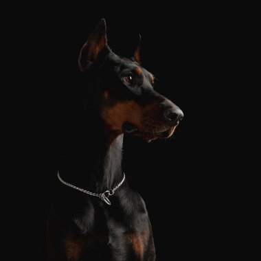Gümüş yakalı şirin Dobermann köpeği stüdyoda siyah arka planda oturmaya çalışıyor.