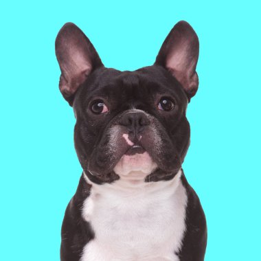 Tatlı buldog köpeği mavi arka planda oturuyor ve ileriye bakıyor.