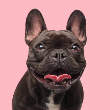Mutlu bir buldog köpeği pembe arka planda otururken yukarı bakar ve heyecanla dilini dışarı çıkarır.