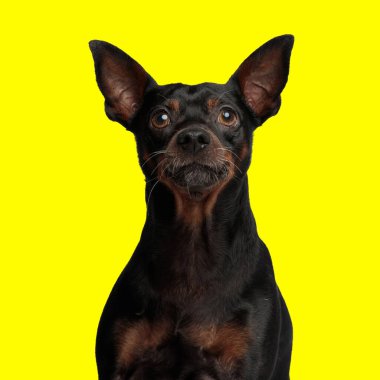 Büyük kulaklı şirin kıskaç köpeği portresi. Sarı arka planda otururken yukarı bakıyor ve merak ediyor.