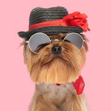Şapkalı ve güneş gözlüklü havalı Yorkie köpeği pembe arka planda oturuyor ve ileriye bakıyor.