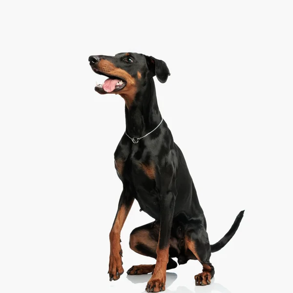 Vista Lateral Del Cachorro Juguetón Dobermann Sobresaliendo Lengua Mirando Hacia —  Fotos de Stock