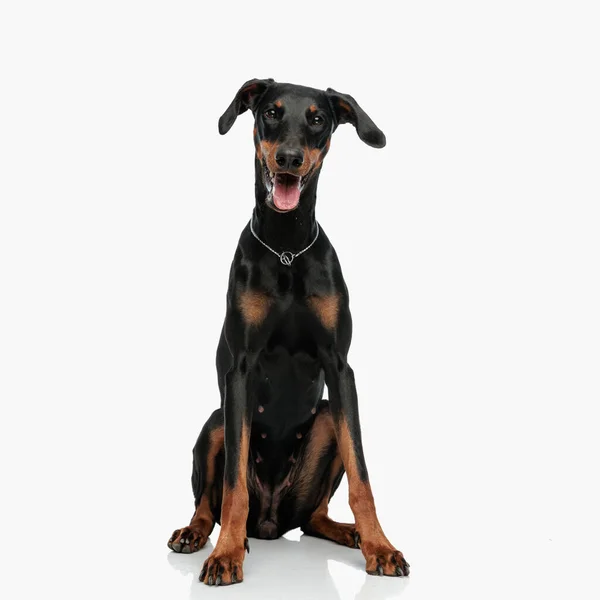 明るい灰色の背景の前に座っている間に舌とパンピングを突き出す幸せなドーバーマン子犬 — ストック写真