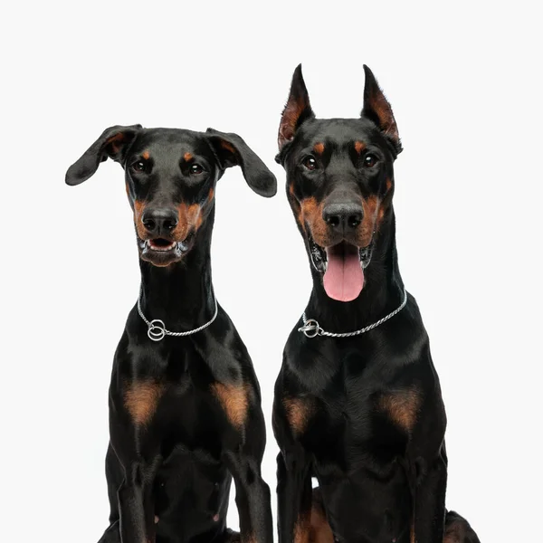 Zoet Paar Van Twee Dobermann Puppies Hijgen Terwijl Vooruit Kijken — Stockfoto
