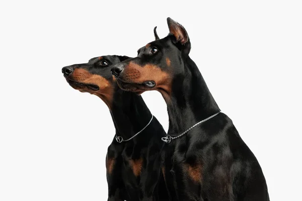 Nieuwsgierig Paar Dobermann Honden Zitten Zoek Naar Kant Voorkant Van — Stockfoto