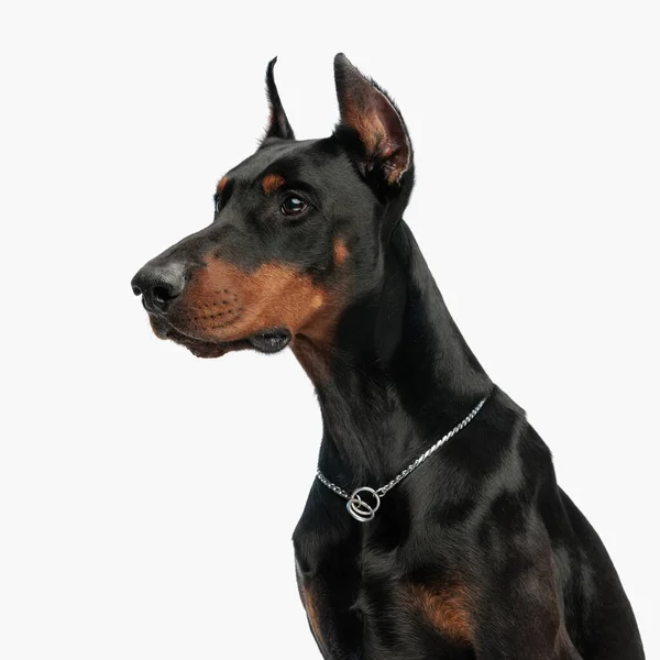 Portret Van Prachtige Dobermann Puppy Nieuwsgierig Zoek Naar Kant Tijdens — Stockfoto