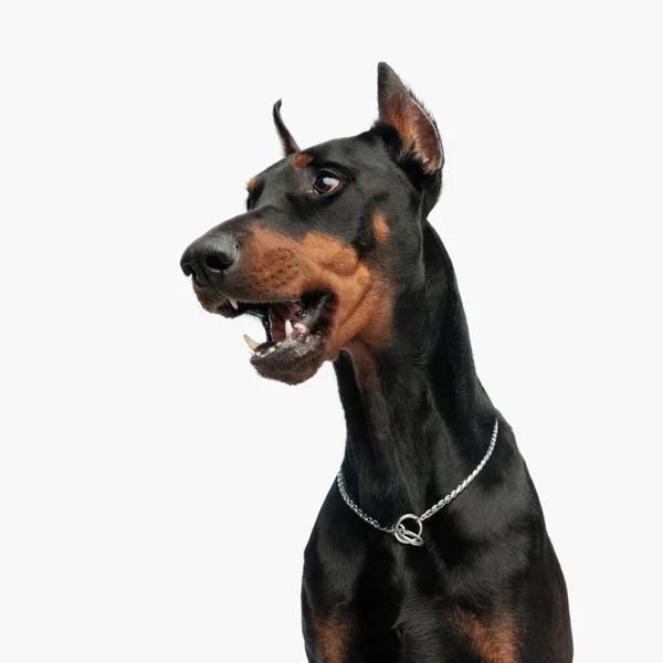 Портрет Очаровательной Собаки Добермана Открывающей Рот Смотрящей Сторону Сидя Белом — стоковое фото