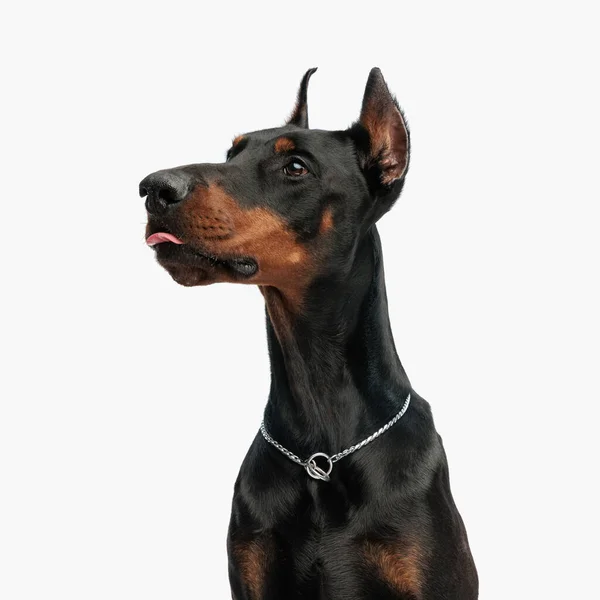 Porträt Des Lustigen Dobermannhundes Der Vor Weißem Hintergrund Die Zunge — Stockfoto