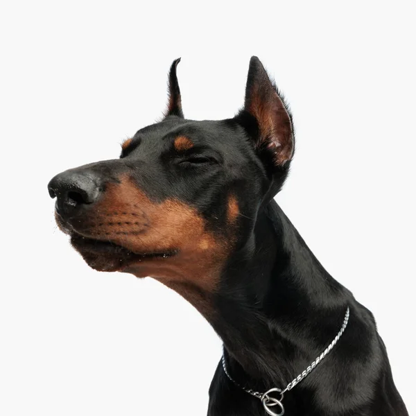 Портрет Милої Додерманської Собаки Срібним Коміром Який Дивиться Бік Сидячи — стокове фото