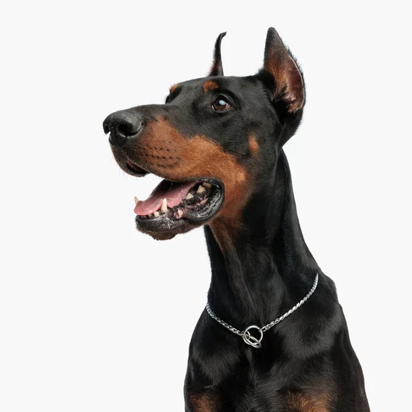 Excitado Cachorro Dobermann Sobresaliendo Lengua Jadeando Mirando Lado Mientras Está —  Fotos de Stock
