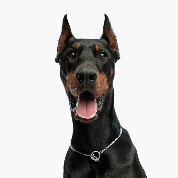 Portret Szczęśliwego Psa Dobermanna Srebrnym Kołnierzem Wystającym Języka Dyszącym Siedząc — Zdjęcie stockowe