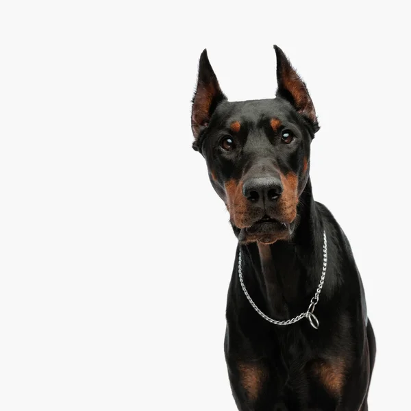 Porträt Des Süßen Dobermannhundes Mit Silbernem Halsband Der Nach Vorne — Stockfoto