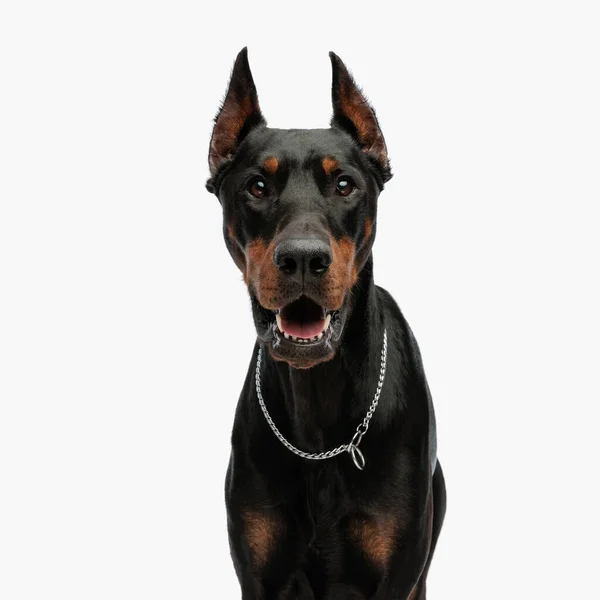 可爱的狗的肖像 银色领子 向前看 在浅灰色背景前喘息 — 图库照片