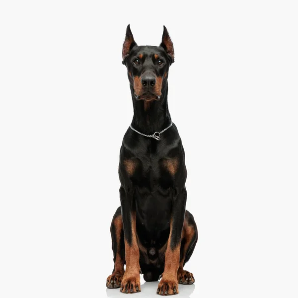 Portret Van Prachtige Dobermann Hond Met Kraag Zittend Vooruit Kijkend — Stockfoto