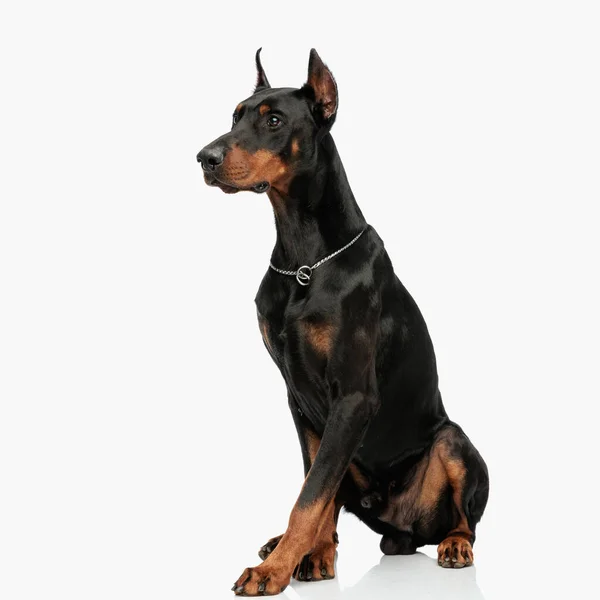 Mooie Dobermann Hondje Met Zilveren Kraag Zittend Wegkijkend Voor Lichtgrijze — Stockfoto