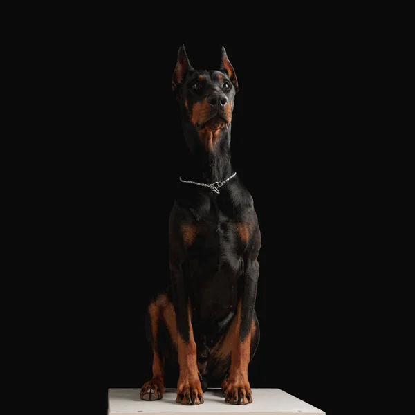 シルバーカラーの貴重なドーバーマン犬が黒い背景の前で熱心に見上げ — ストック写真