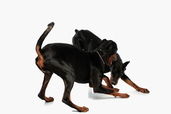 Dobermann Köpeğinin Açık Gri Arka Planda Oynaması Eğlenmesi Heyecan Verici — Stok fotoğraf