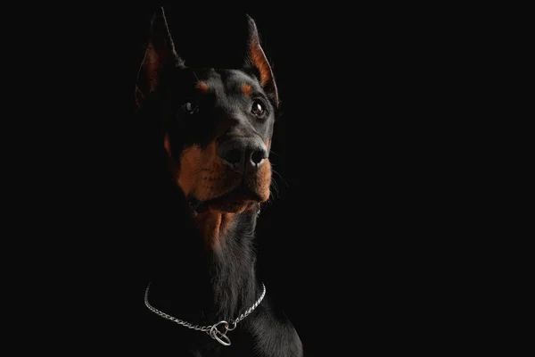 好奇的多伯曼小狗的肖像 银领向上看 坐在黑色背景的前面 — 图库照片