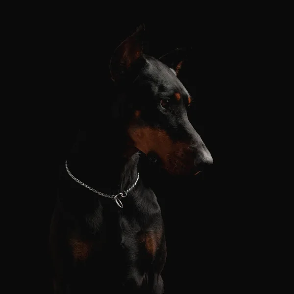 Портрет Чарівної Додерманської Собаки Срібним Коміром Який Дивиться Бік Цікавий — стокове фото
