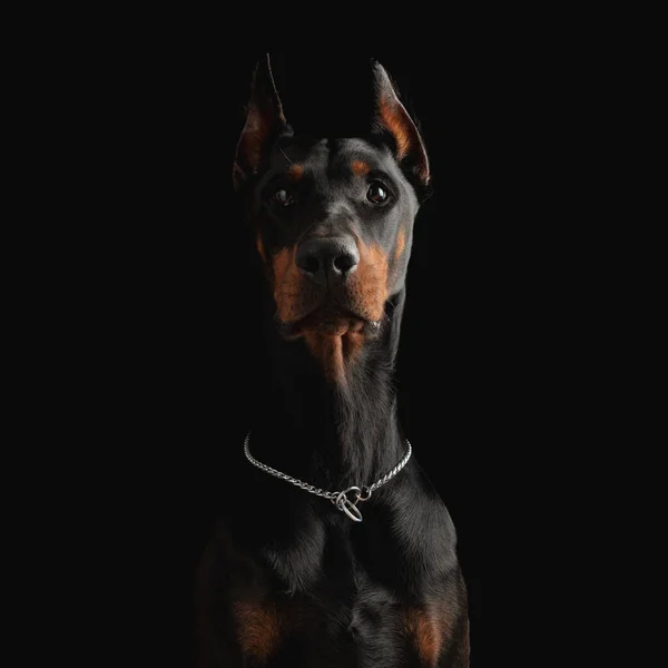 Retrato Hermoso Cachorro Dobermann Con Cuello Plateado Mirando Hacia Arriba — Foto de Stock