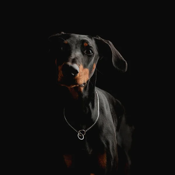 美しいドーバーマン子犬とシルバーカラー楽しみにしており スタジオで黒の背景の前に立って — ストック写真