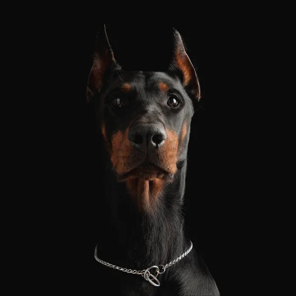 Schattige Dobermann Puppy Met Zilveren Kraag Zoek Naar Boven Nieuwsgierig — Stockfoto