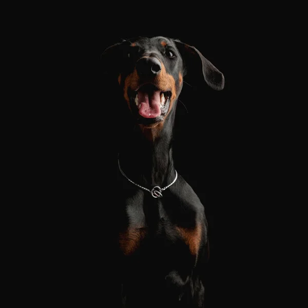 Щасливий Додерманський Собака Срібним Коміром Стирчить Язика Труситься Перед Чорним — стокове фото