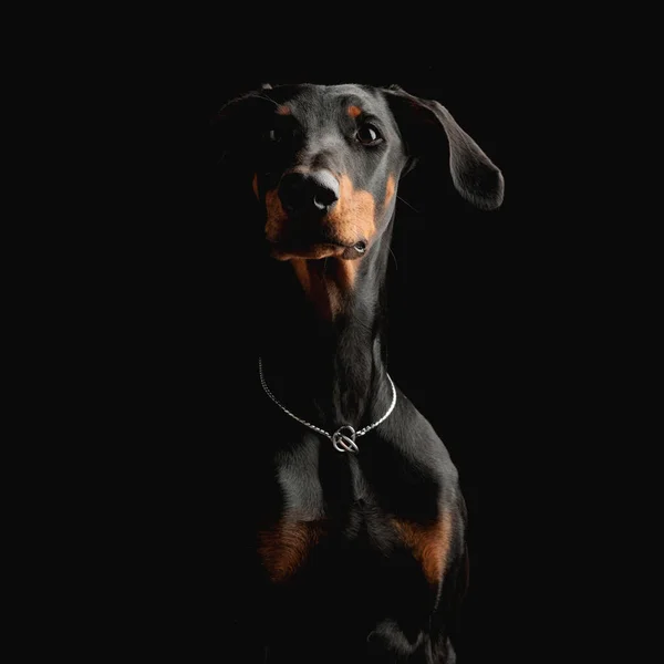 Портрет Красивої Додерманської Собаки Срібним Коміром Який Дивиться Вперед Сидить — стокове фото