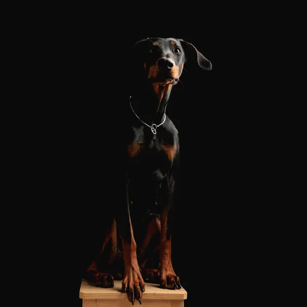 甘いドーバーマン子犬は木製の椅子に座って黒の背景の前で気弱な方法で楽しみにして — ストック写真