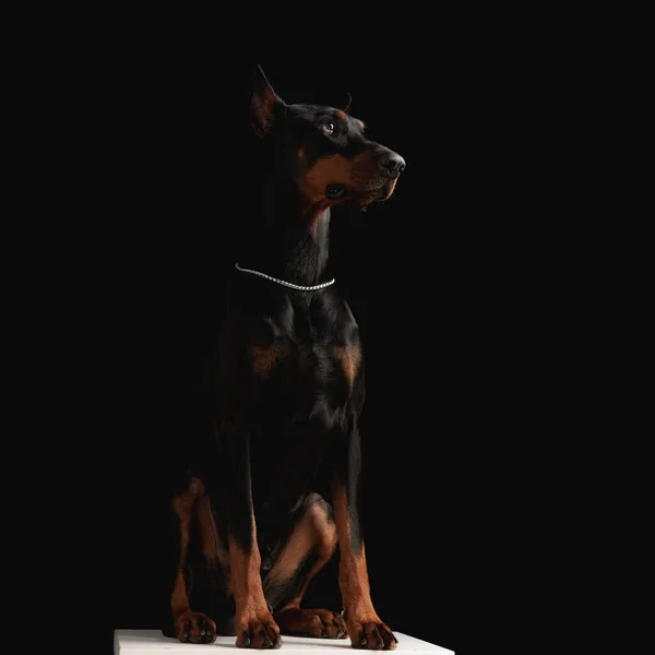 Anjing Lucu Dobermann Dengan Kerah Perak Melihat Atas Sisi Dan — Stok Foto