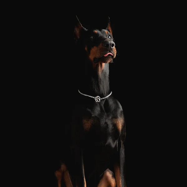 可爱的多布曼小狗伸出舌头 抬头看着工作室里的黑色背景 — 图库照片
