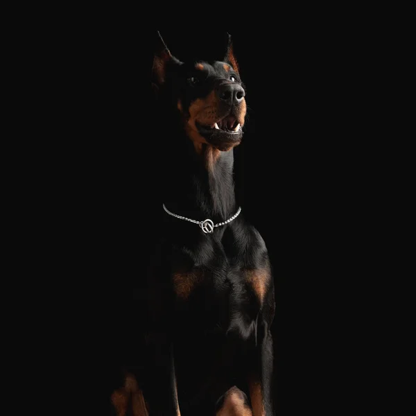 可爱的狗 银色领子 坐在黑色背景的前面 抬起头张开嘴 — 图库照片
