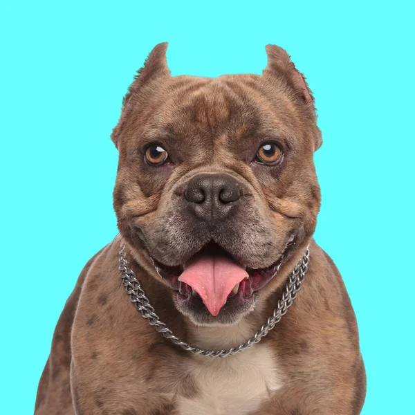 cute american bully dog with collar sticking out tongue and panting in front of blue background