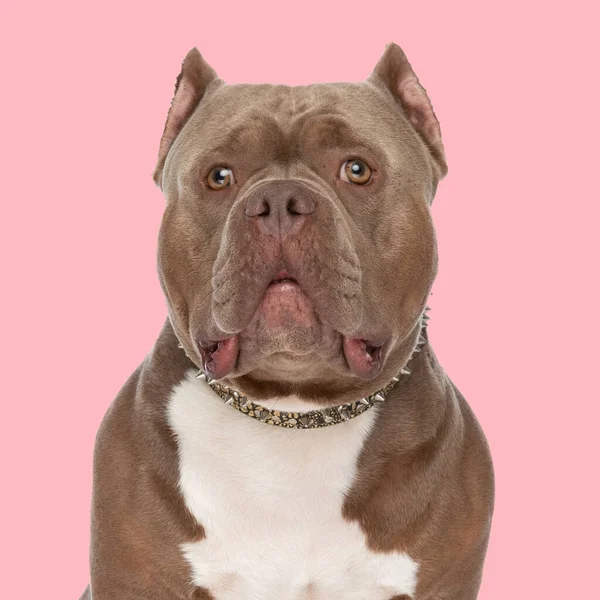 可爱的美国霸道小狗 领子向上看 坐在工作室粉色背景的前面 — 图库照片