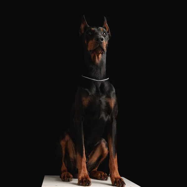 スタジオで黒い背景の前に座っている間にシルバーカラーの美しいドーバーマン犬が見上げて興味を持っています — ストック写真