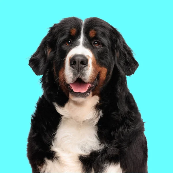 Όμορφη Berna Βοσκός Σκυλί Προεξέχει Γλώσσα Και Λαχάνιασμα Ενώ Ατενίζοντας — Φωτογραφία Αρχείου