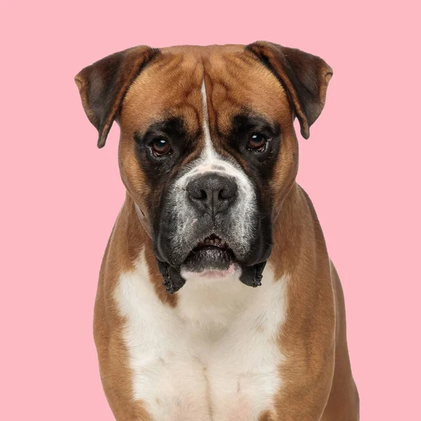 Bonito Boxer Cão Sentado Frente Fundo Rosa Olhando Para Frente — Fotografia de Stock