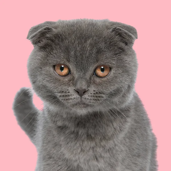 sweet small british fold kitty sitting in front of pink background in studio