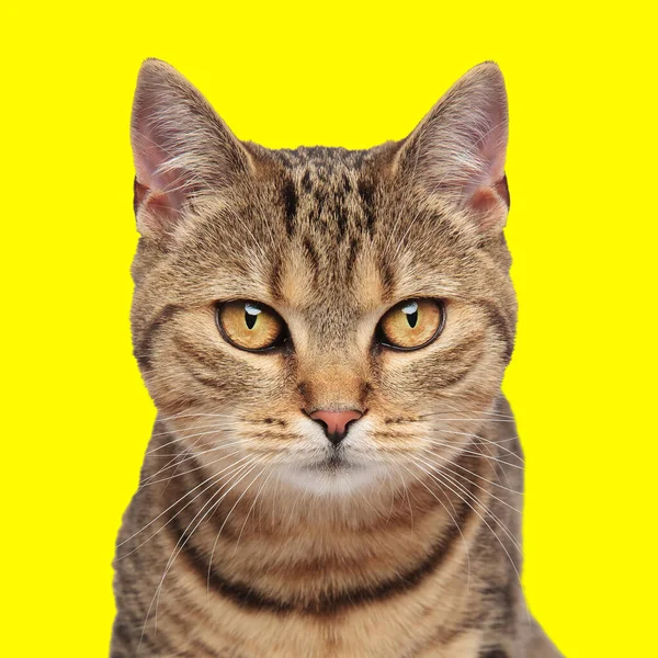 Güzel Tekir Kedinin Portresi Sarı Arka Planda Oturuyor Ileriye Bakıyor — Stok fotoğraf