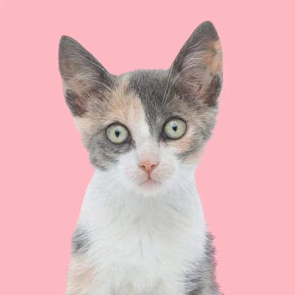Portrarit Lovely Little Metis Kitty Sitting Looking Forward Front Pink — Stock Photo, Image