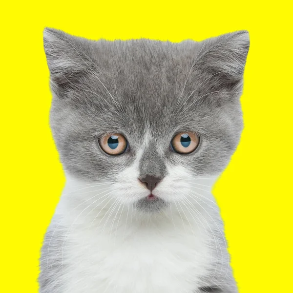 Портрет Застенчивой Маленькой Кошки Сидящей Смотрящей Вперед Желтом Фоне — стоковое фото
