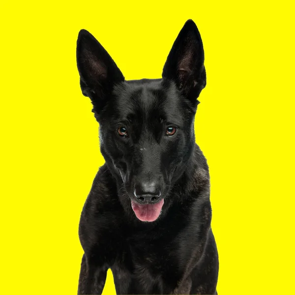 lovely dutch shepherd dog sticking out tongue and panting while sitting in front of yellow background
