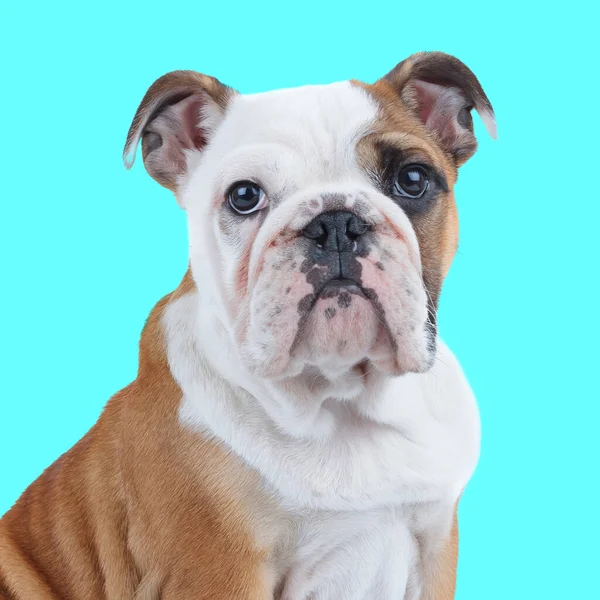 Leriye Bakan Stüdyoda Mavi Arka Planda Oturan Ngiliz Bulldog Unun — Stok fotoğraf
