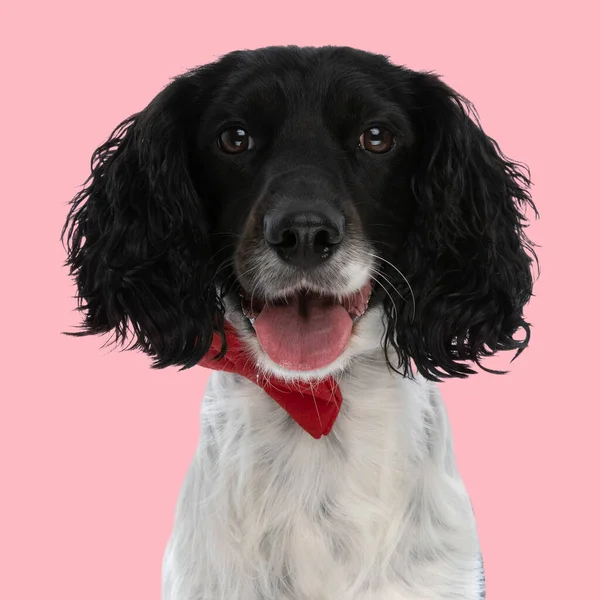 happy english springer spaniel puppy with red bowtie around neck sticking out tongue and panting while sitting in front of pink background