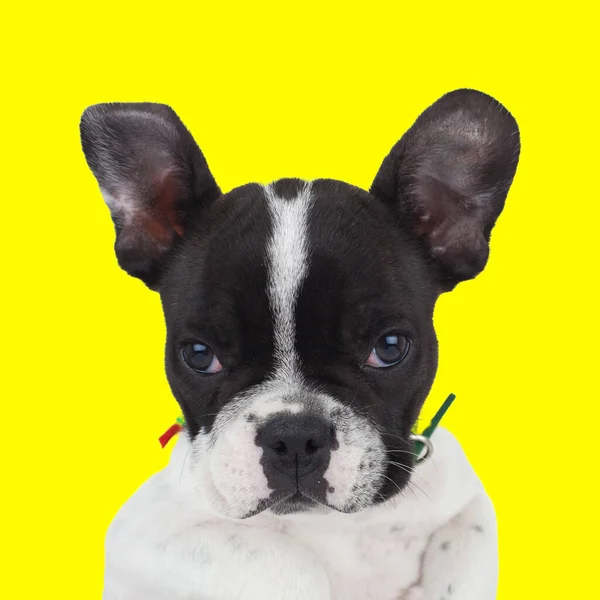 Portrait Small French Bulldog Puppy Looking Forward Sitting Front Yellow — Stock Photo, Image