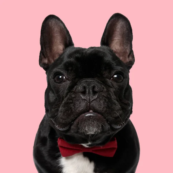 Niedliche Französische Bulldogge Mit Roter Fliege Und Vorfreude Vor Rosa — Stockfoto