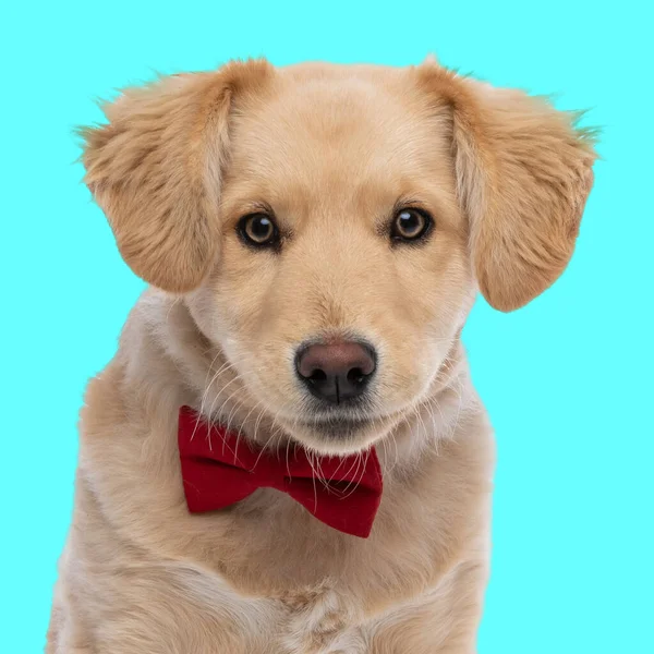 可爱而优雅的金黄色猎犬 有红色的圆球向前看 坐在蓝色背景的前面 — 图库照片