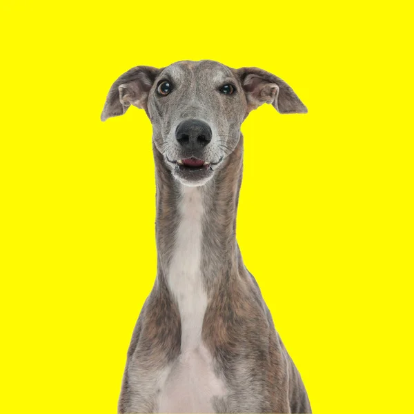 Funny English Hound Looking Forward Making Faces Front Yellow Backgroun — Stock Photo, Image